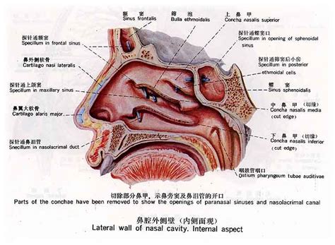 鼻子部位|鼻（嗅觉器官）